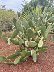 Canary Islands, Tenerife, Puerto de la Cruz - Parque de Playa Jardín