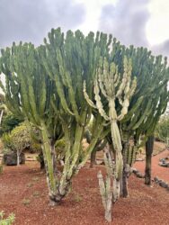Canary Islands, Tenerife, Puerto de la Cruz - Parque de Playa Jardín