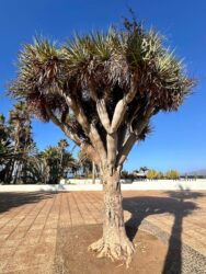 Canary Islands, Tenerife, Puerto de la Cruz - Parque de Playa Jardín