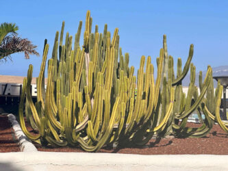 Canary Islands, Tenerife, Puerto de la Cruz - Parque de Playa Jardín