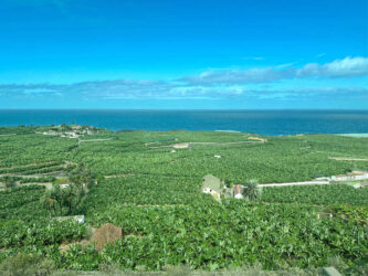 Canary Islands, Tenerife, Garachico - Banana Plantations