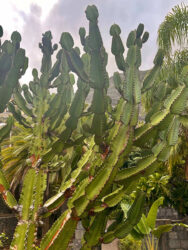 Canary Islands, Tenerife, Puerto de la Cruz - Parque de Playa Jardín