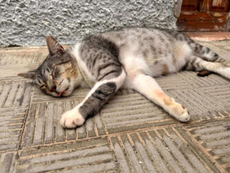 Canary Islands, Tenerife, Garachico - Cat
