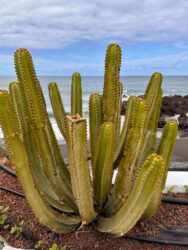 Canary Islands, Tenerife, Puerto de la Cruz - Parque de Playa Jardín