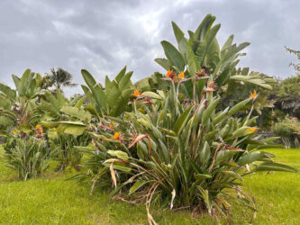 Canary Islands, Tenerife, Puerto de la Cruz - Parque de Playa Jardín