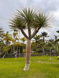 Canary Islands, Tenerife, Puerto de la Cruz - Parque de Playa Jardín