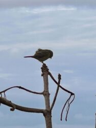 Canary Islands, Tenerife, Puerto de la Cruz - Canary bird