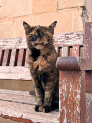 Malta, Valletta - Old Town cat