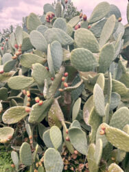 Malta, Gozo - Opuntia