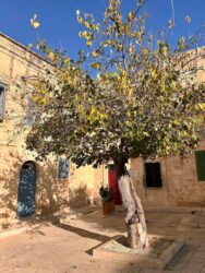 Malta, Mdina - Old City