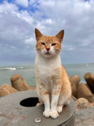 Morocco, Casablanca - Cat