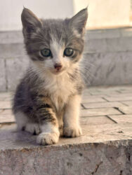 Morocco, Rabat - Cat
