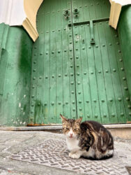 Morocco, Tangier - Cat