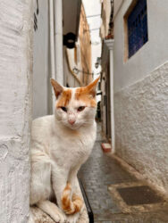 Morocco, Tangier - Cat