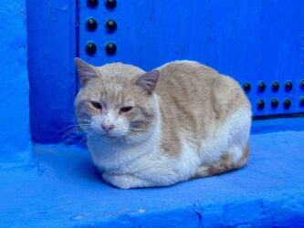 Morocco, Chefchaouen - Cat