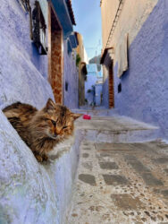 Morocco, Chefchaouen - Cat