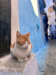 Morocco, Chefchaouen - Cat