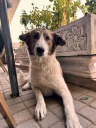 Morocco, Volubilis - Dog