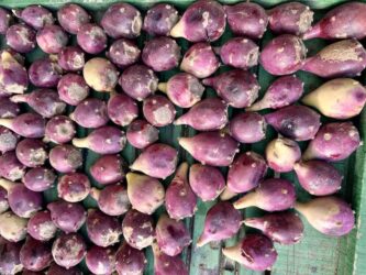 Morocco, Fes - Prickly pear