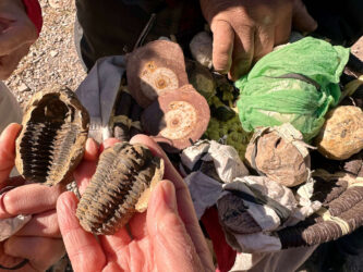 Morocco, Ziz Valley - Fossils