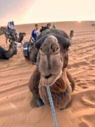 Morocco, Merzouga - Camels at the Erg Chebbi sand dunes