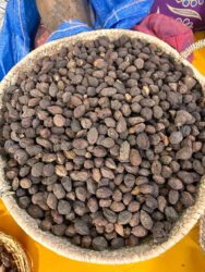 Morocco, Essaouira - Afous Argan