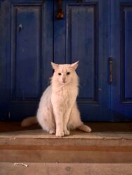 Morocco, Essaouira - Cat