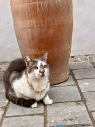 Morocco, Essaouira - Cat