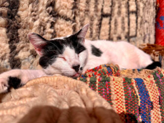 Morocco, Essaouira - Cat