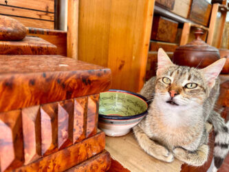 Morocco, Essaouira - Cat
