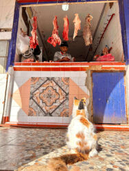 Morocco, Essaouira - Cat