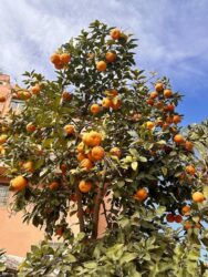 Morocco, Marrakech - Orange tree