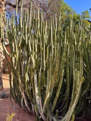 Morocco, Marrakech - Jardin Majorelle
