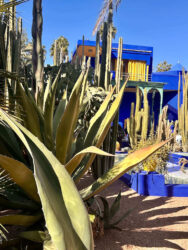 Morocco, Marrakech - Jardin Majorelle