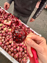 Morocco, Marrakech - Prickly pear