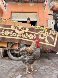 Morocco, Marrakech - Chicken