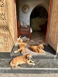 Morocco, Marrakech - Dogs