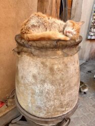 Morocco, Marrakech - Cat