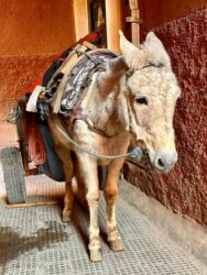 Morocco, Marrakech - Donkey