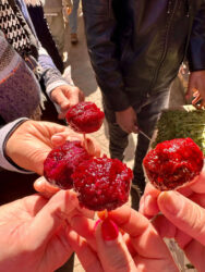 Morocco, Marrakech - Prickly pear