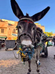 Morocco, Marrakech - Donkey