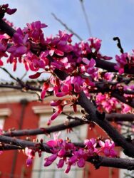 Portugal, Lisbon - Spring