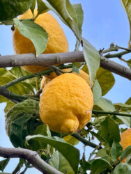 Portugal, Lagos - Lemons