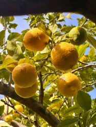 Portugal, Lagos - Lemons