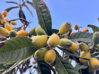 Portugal, Lagos - Fruits