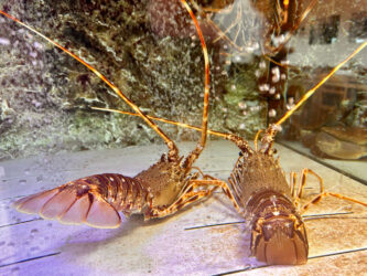Portugal, Sagres - Seafood tank