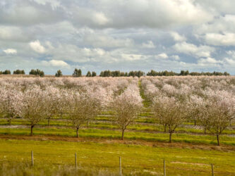 Portugal, Lagos - Spring trees