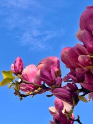 Portugal, Sintra - Spring