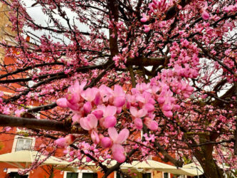 Portugal, Lisbon - Spring