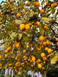 Italy, Sorrento - Lemon tree